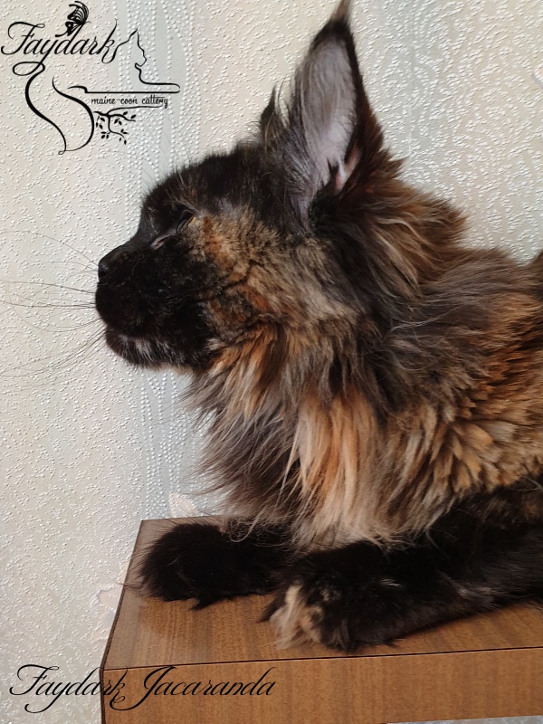 Faydark Jacaranda - Junior maine-coon 8 months