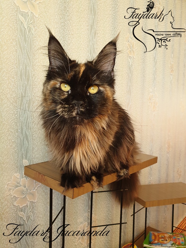 Faydark Jacaranda - Junior maine-coon 8 months