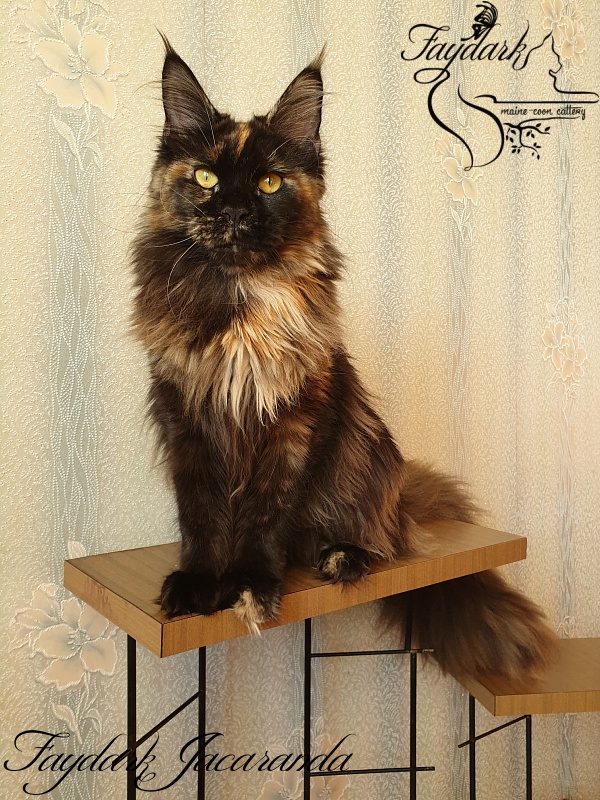 Faydark Jacaranda - Junior maine-coon 8 months