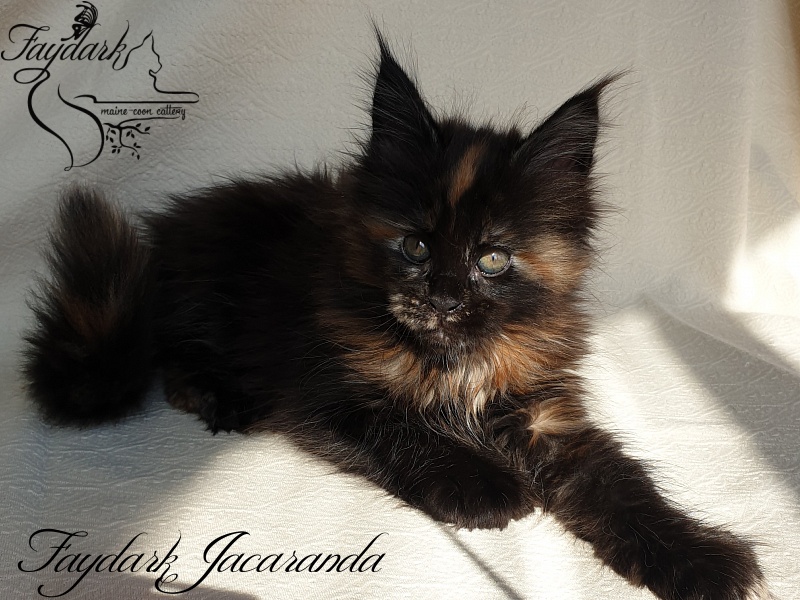Faydark Jacaranda - Kitten maine-coon 1 month 4 weeks