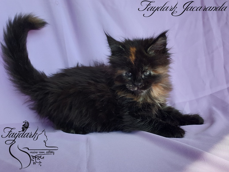 Faydark Jacaranda - Kitten maine-coon 1 month 1.5 week