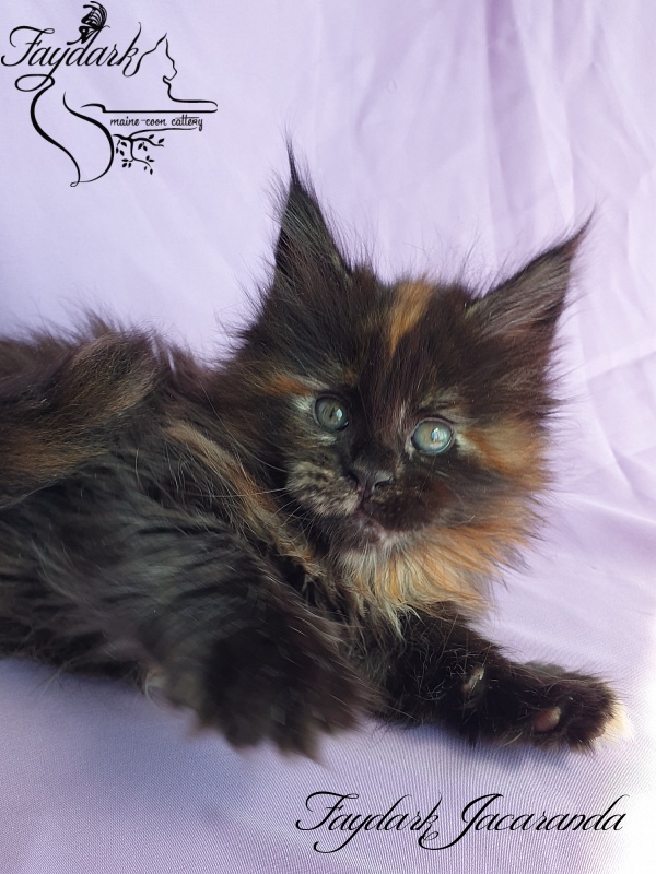 Faydark Jacaranda - Kitten maine-coon 1 month 1.5 week