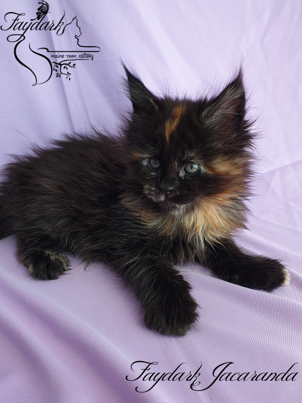 Faydark Jacaranda - Kitten maine-coon 1 month 1.5 week