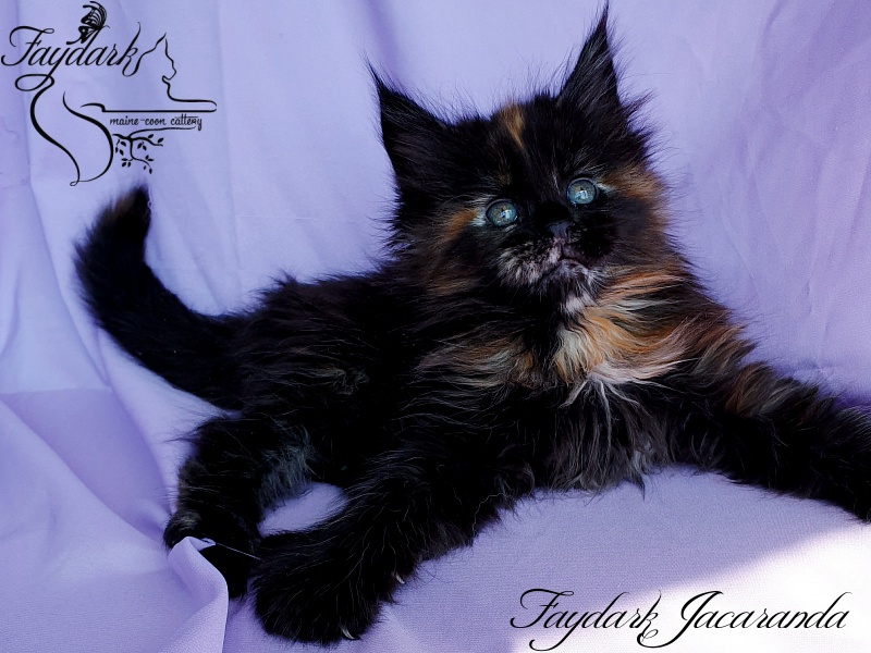 Faydark Jacaranda - Kitten maine-coon 1 month 1.5 week