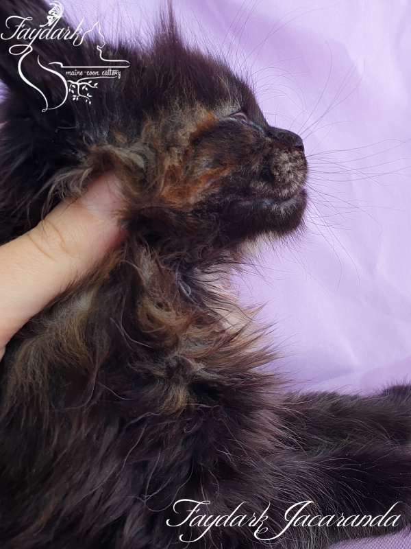 Faydark Jacaranda - Kitten maine-coon 1 month 1.5 week