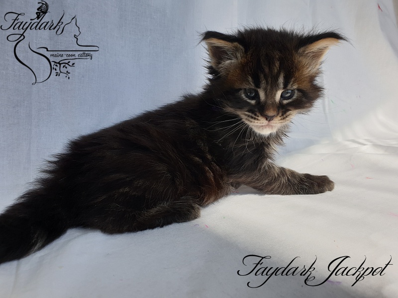 Faydark Jackpot - Котенок мейн-кун 1 месяц