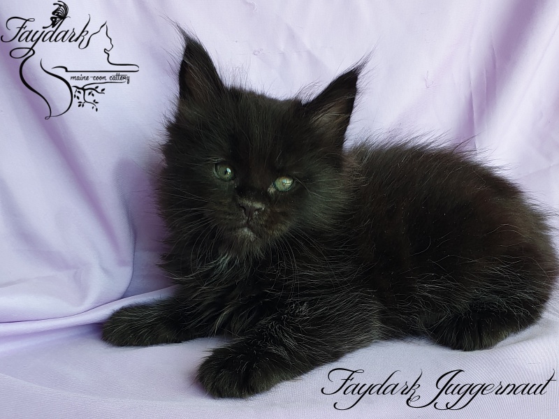 Faydark Juggernaut - Кошеня мейн-кун 1 місяць 1,5 тиждень