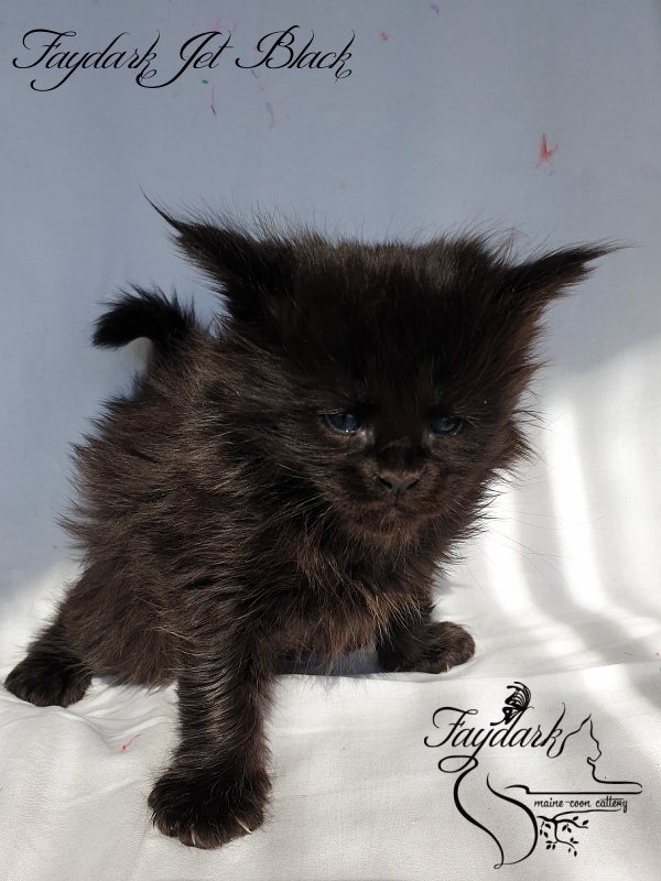 Faydark Jet Black - Kitten maine-coon 1 month
