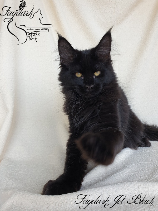 Faydark Jet Black - Kitten maine-coon 3.5 months
