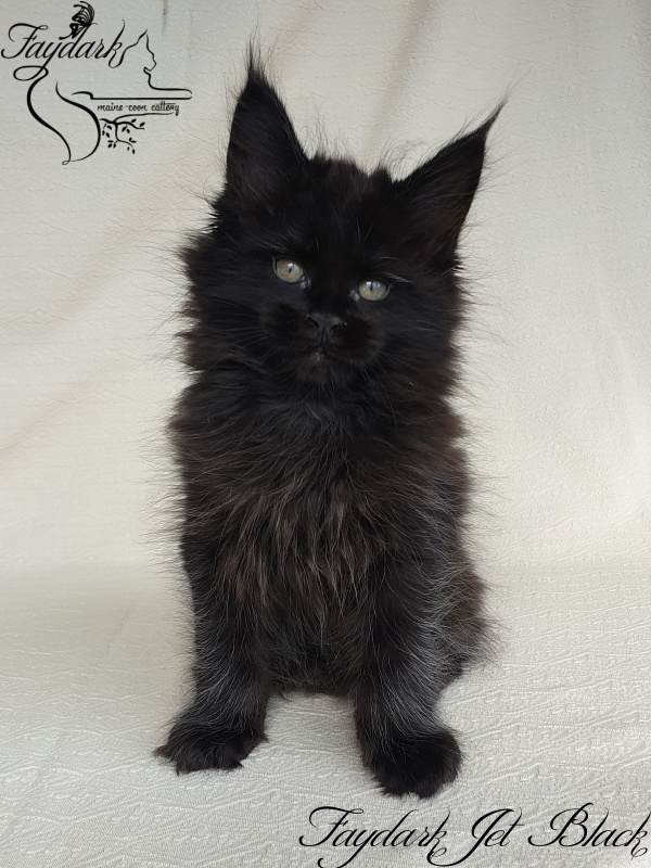 Faydark Jet Black - Kitten maine-coon 1 month 4 weeks