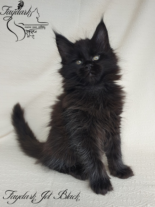 Faydark Jet Black - Kitten maine-coon 1 month 4 weeks