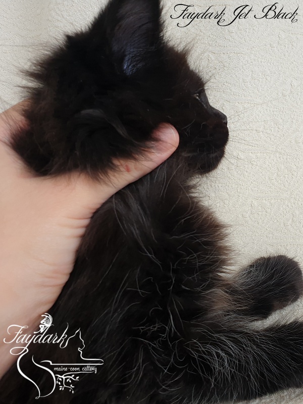 Faydark Jet Black - Kitten maine-coon 1 month 4 weeks