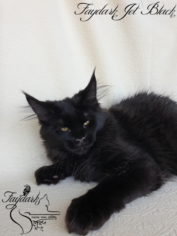 Faydark Jet Black - Kitten maine-coon 3.5 months