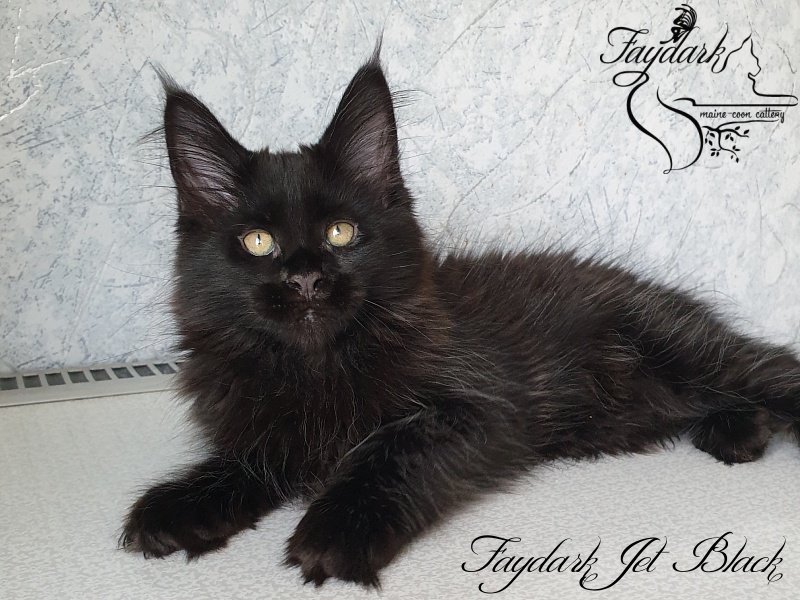 Faydark Jet Black - Kitten maine-coon 2 months 2.5 weeks