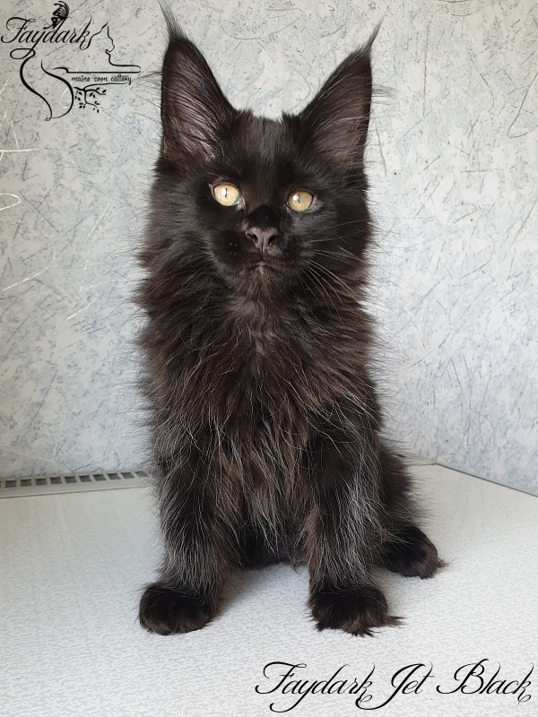 Faydark Jet Black - Kitten maine-coon 2 months 2.5 weeks