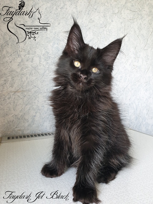 Faydark Jet Black - Kitten maine-coon 2 months 2.5 weeks