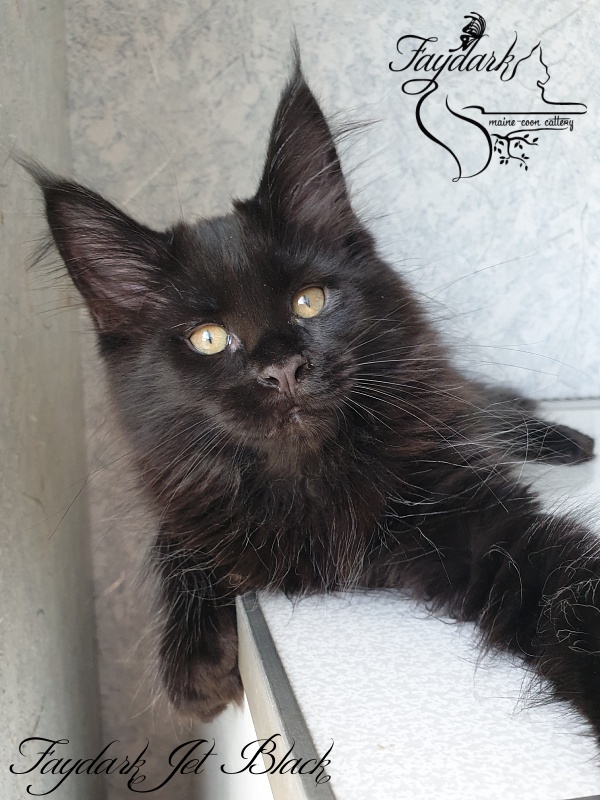 Faydark Jet Black - Kitten maine-coon 2 months 2.5 weeks