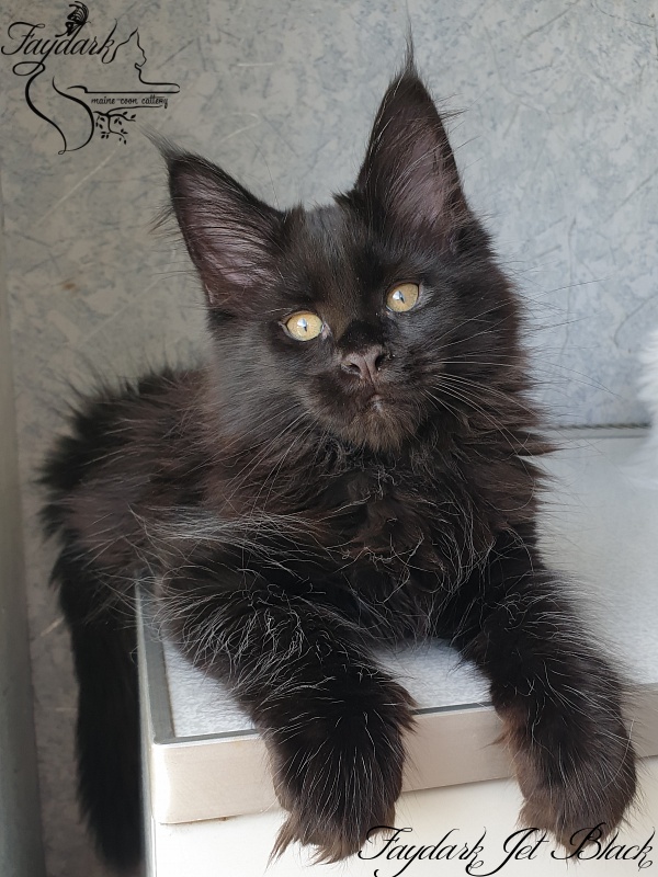 Faydark Jet Black - Kitten maine-coon 2 months 2.5 weeks