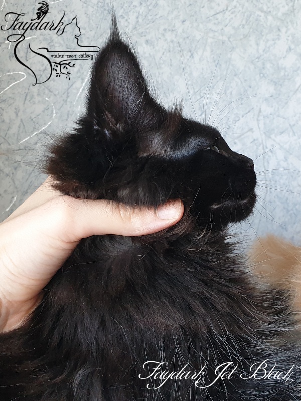 Faydark Jet Black - Kitten maine-coon 2 months 2.5 weeks