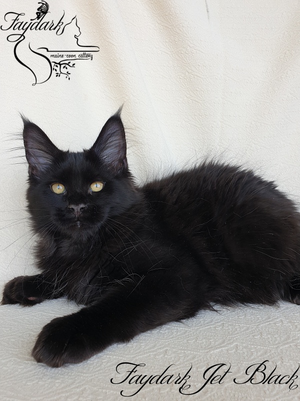 Faydark Jet Black - Kitten maine-coon 3.5 months
