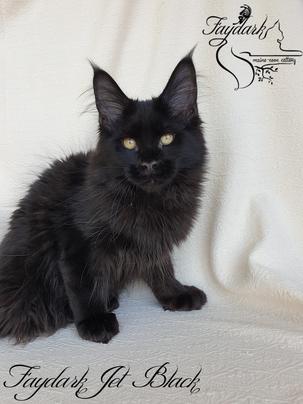 Faydark Jet Black - Kitten maine-coon 3.5 months