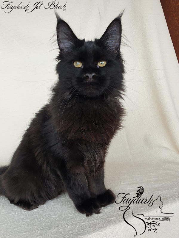 Faydark Jet Black - Kitten maine-coon 4 months 1.5 week