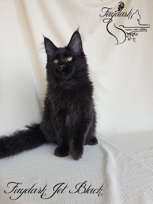 Faydark Jet Black - Kitten maine-coon 3.5 months