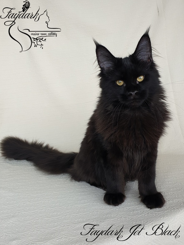 Faydark Jet Black - Kitten maine-coon 4 months 1.5 week