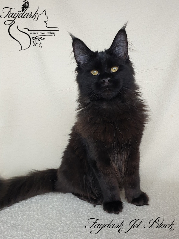 Faydark Jet Black - Kitten maine-coon 4 months 1.5 week