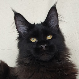 Faydark Jet Black