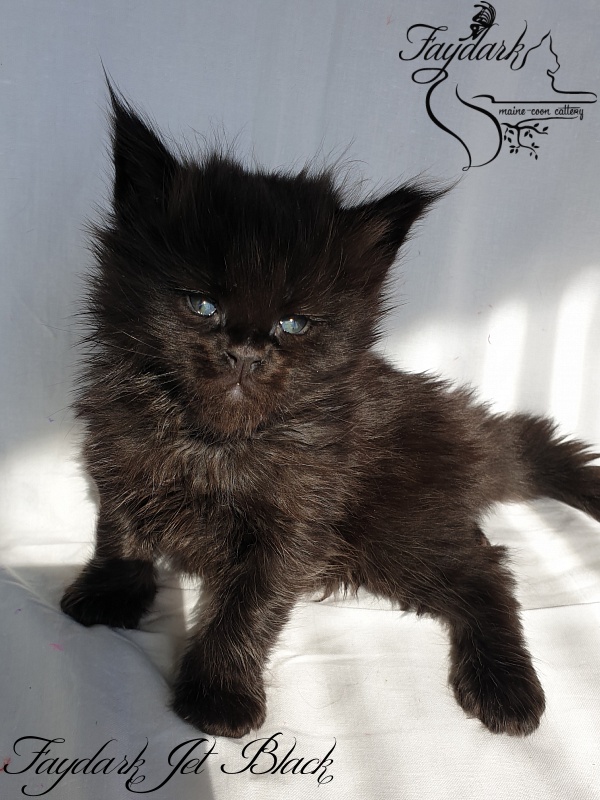 Faydark Jet Black - Kitten maine-coon 1 month