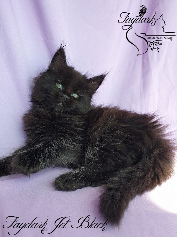 Faydark Jet Black - Kitten maine-coon 1 month 1.5 week