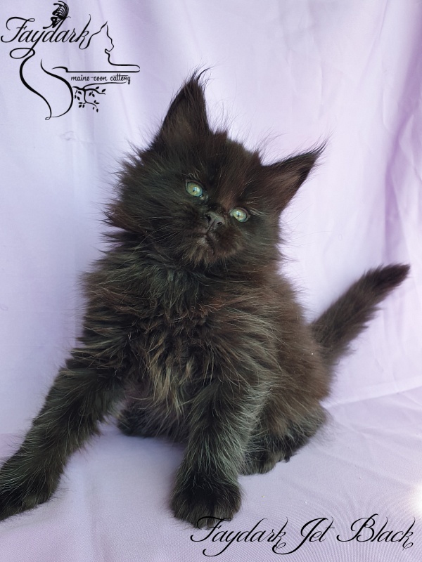 Faydark Jet Black - Kitten maine-coon 1 month 1.5 week