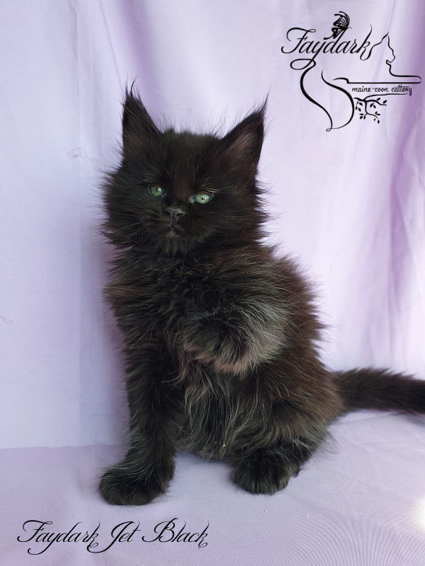 Faydark Jet Black - Kitten maine-coon 1 month 1.5 week