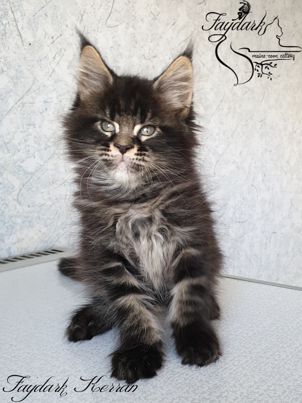 Faydark Kerran - Kitten maine-coon 1 month 3 weeks
