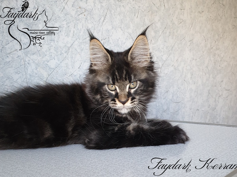 Faydark Kerran - Kitten maine-coon 2.5 months