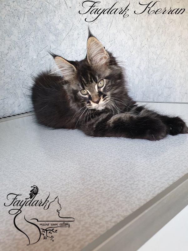 Faydark Kerran - Kitten maine-coon 2.5 months