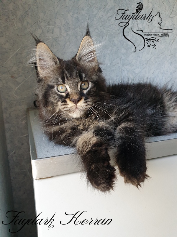 Faydark Kerran - Kitten maine-coon 2.5 months
