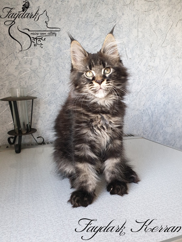 Faydark Kerran - Kitten maine-coon 2.5 months