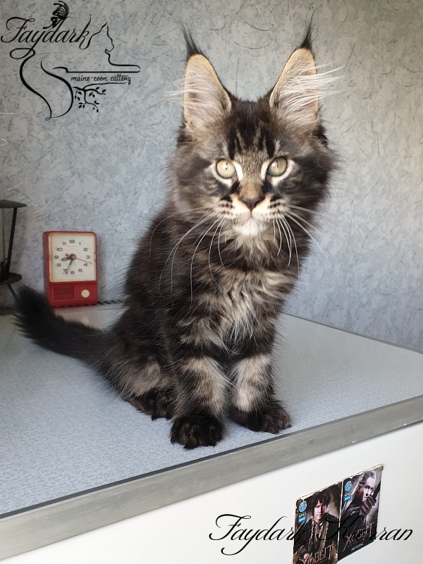 Faydark Kerran - Kitten maine-coon 2.5 months