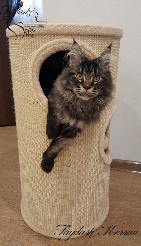 Faydark Kerran - Kitten maine-coon 4 months 3 weeks