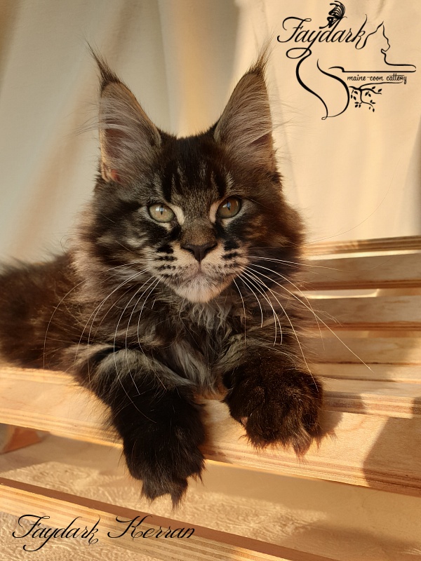 Faydark Kerran - Kitten maine-coon 2 months 3.5 weeks