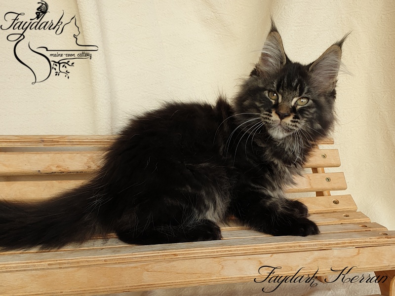 Faydark Kerran - Kitten maine-coon 2 months 3.5 weeks