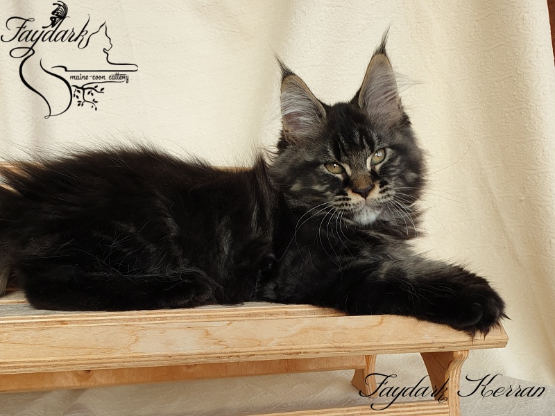Faydark Kerran - Kitten maine-coon 2 months 3.5 weeks