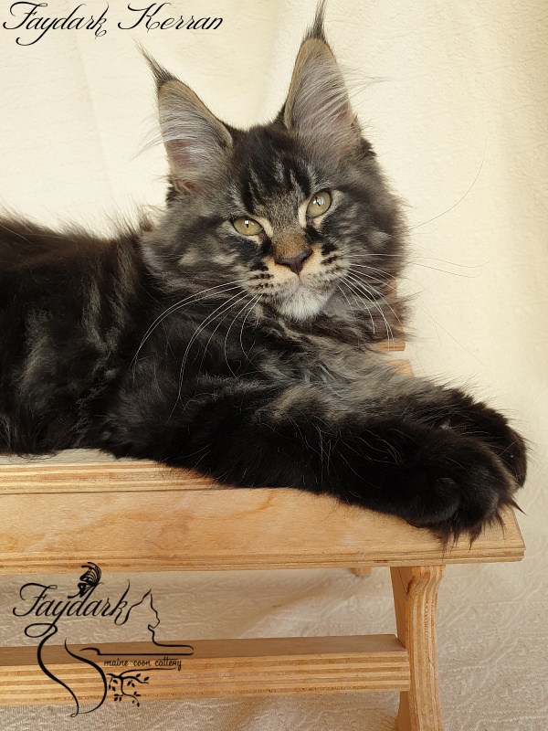 Faydark Kerran - Kitten maine-coon 2 months 3.5 weeks