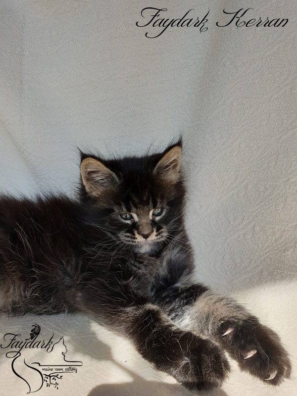 Faydark Kerran - Kitten maine-coon 1 month 1.5 week