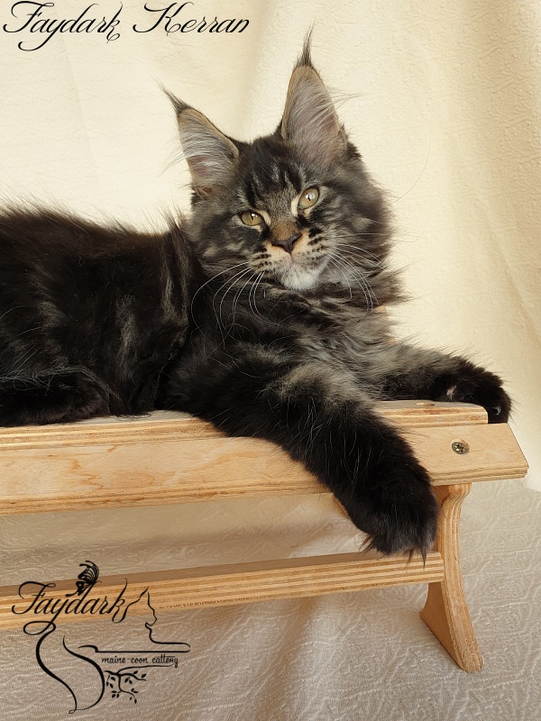 Faydark Kerran - Kitten maine-coon 2 months 3.5 weeks