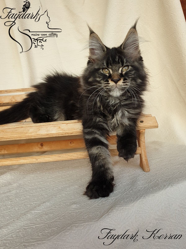 Faydark Kerran - Kitten maine-coon 2 months 3.5 weeks
