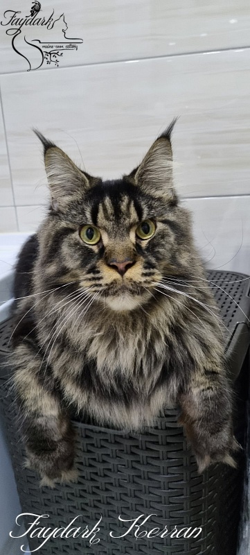 Faydark Kerran - Adult maine-coon 1 year 4 months