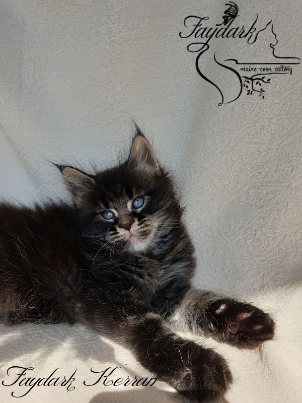 Faydark Kerran - Kitten maine-coon 1 month 1.5 week